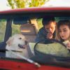 Why Dubai Pet Parents Are Switching to Pet Taxis for Vet Visits