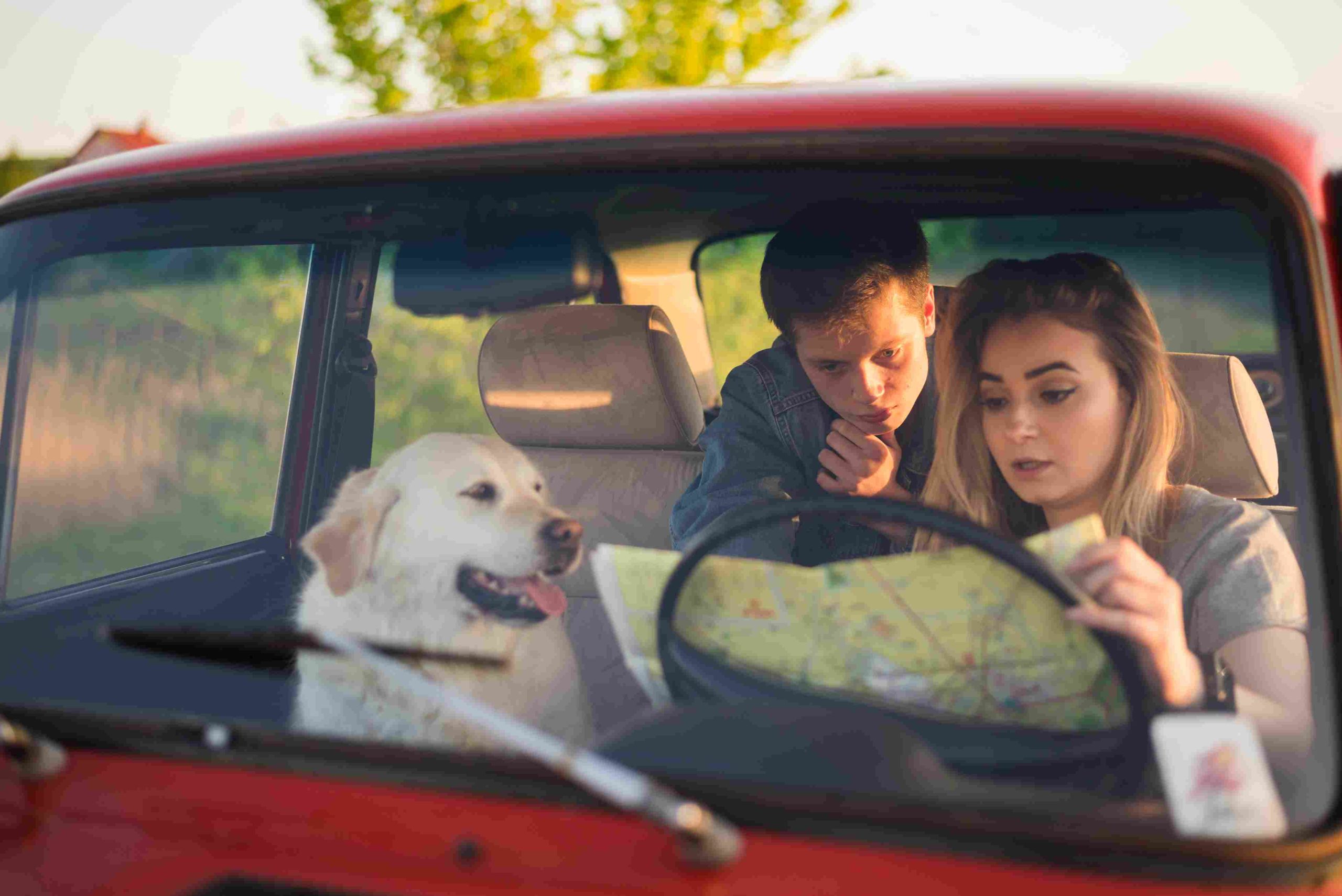 Why Dubai Pet Parents Are Switching to Pet Taxis for Vet Visits
